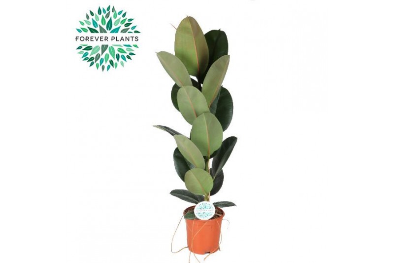 Ficus elastica robusta Ficus Elastica Robusta p21 1 pp 