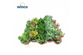 Crassula mix Crassula Mix2 pp