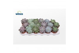 Echeveria mix Echeveria Basic Mix (6 Spc.)