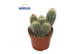 Pilosocereus chrysostele Pilosocereus Chrysotele