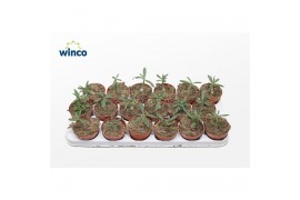 Pachypodium Pachypodium Succulentum1 pp