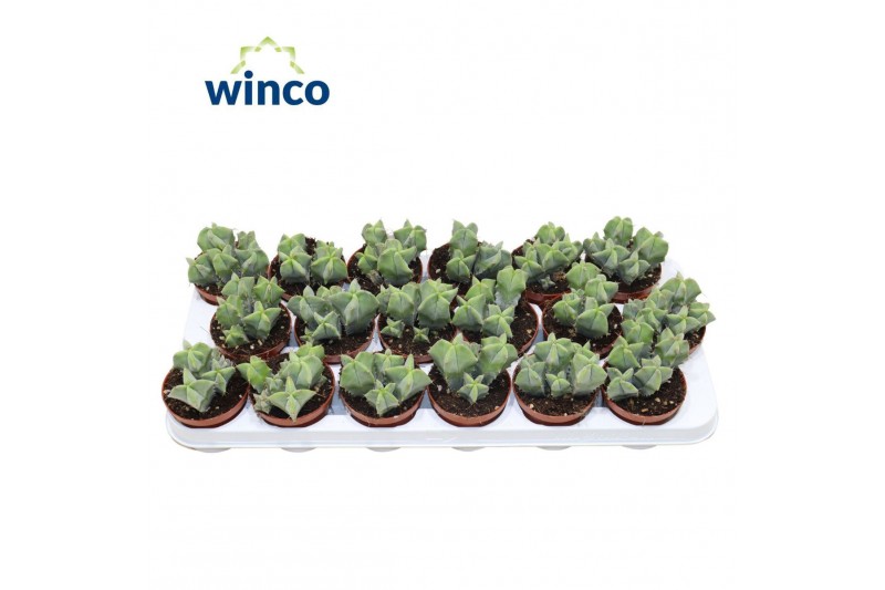 Cactus Ritterocereus Pruinosus 