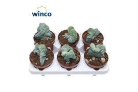 Cactus Myrtillocactus Geometrizans Cristata1 pp