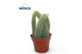 Succulenten Hildewinteria Colademoninis