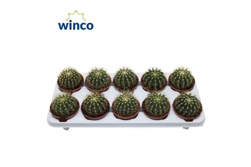 Ferocactus glaucescens Ferocactus Schwarzii1 pp 