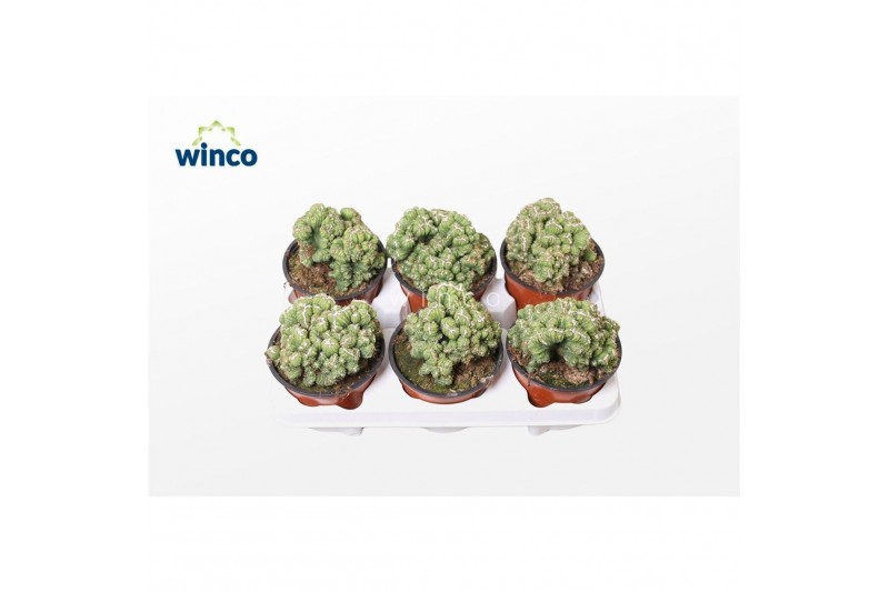 Cereus peruvianus monstrosus Cereus Peruvianus Monstruoza Cristata 