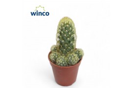 Mammillaria Mammillaria Elongata