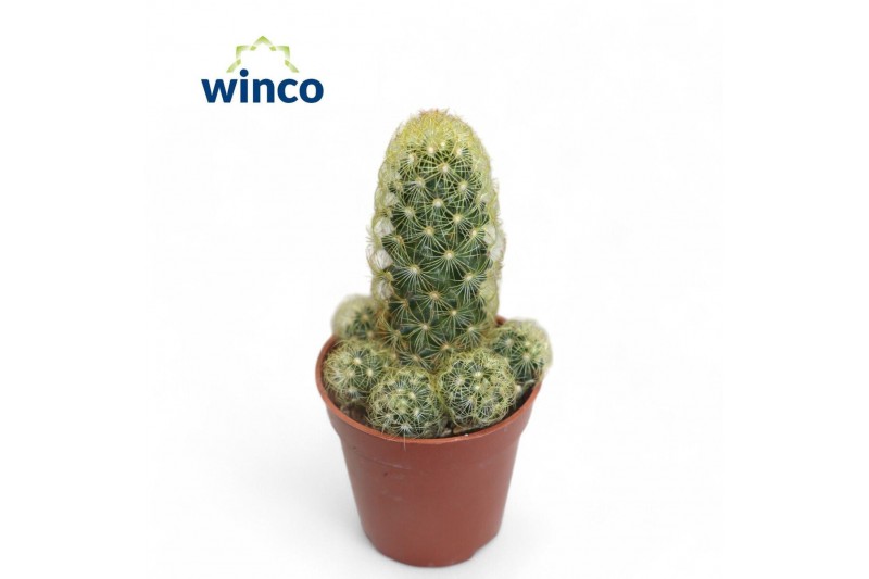 Mammillaria Mammillaria Elongata 