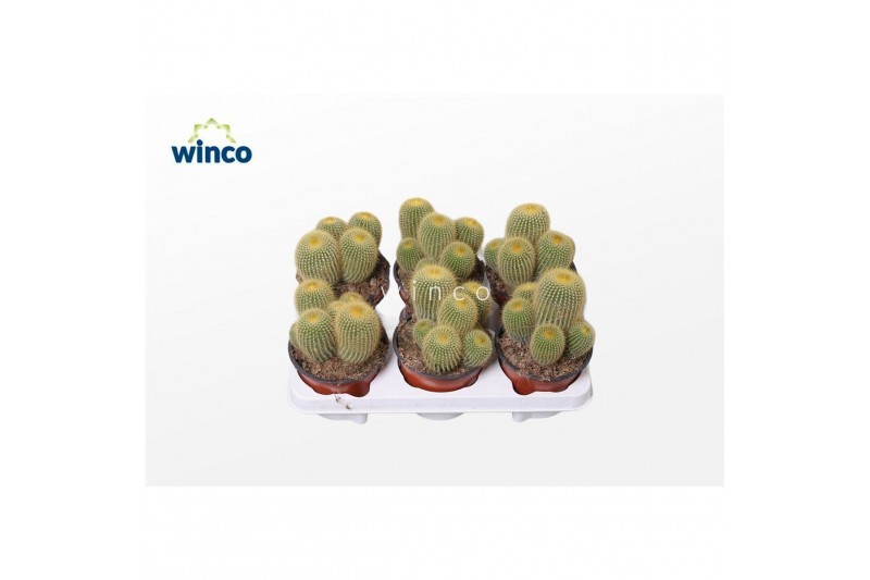 Parodia leninghausii Notocactus Leninghausii (group) 