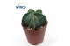 Astrophytum myriostigma Astrophytum Nudim 