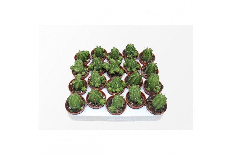 Euphorbia Euphorbia Echinus 