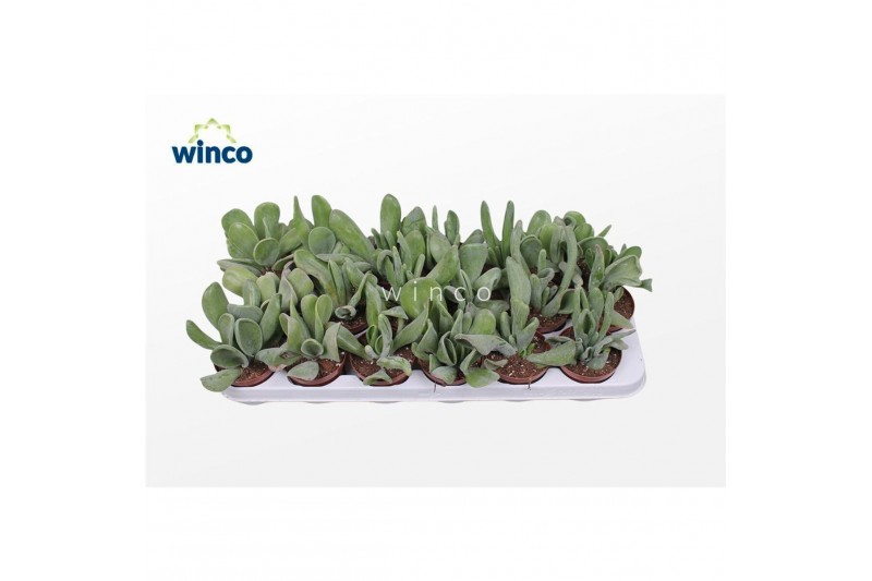 Kalanchoe Kalanchoe Oriculaoverig pp 