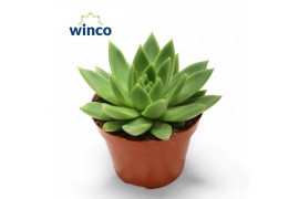 Echeveria miranda Echeveria Miranda1 bl.