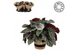 Begonia blad magic colours fedor Bladbegonia 17 Rex Fedor in jutte man