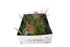 Tillandsia mix 101613 tillandsia mix x201 bl.