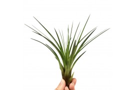 Tillandsia melanocrater 101594 tillandsia melanocrater1 bl.