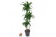 Dracaena fragr. compacta dorado Dracaena Dorado 90-60-30pp 