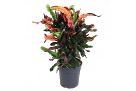 Codiaeum variegatum mammi Codiaeum Mammi vertakt P21pp