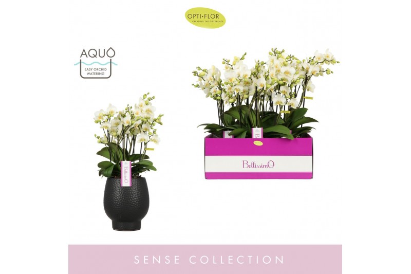 Phalaenopsis multiflora wit Bellissimo Bella in Abruzzo Black Aquo100  
