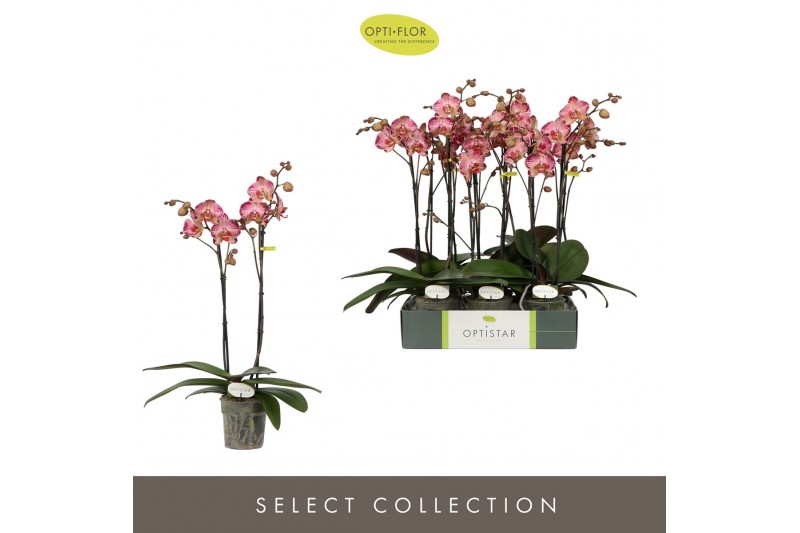 Phalaenopsis rood Optistar Gaga 2 spike15 bl. 2 tak/plnt 