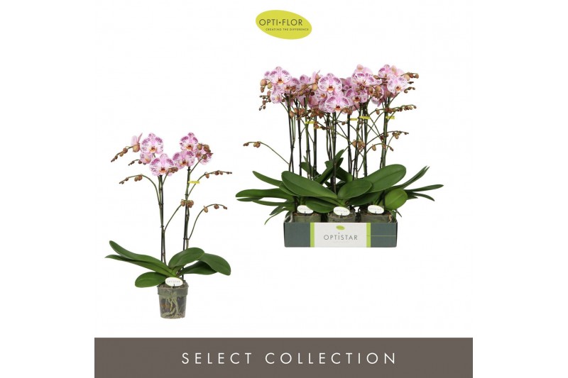 Phalaenopsis Optistar Sorano 2 spike15 bl. 2 tak/plnt 
