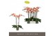 Phalaenopsis oranje Optistar Suki 2 spike15 bl. 2 tak/plnt 