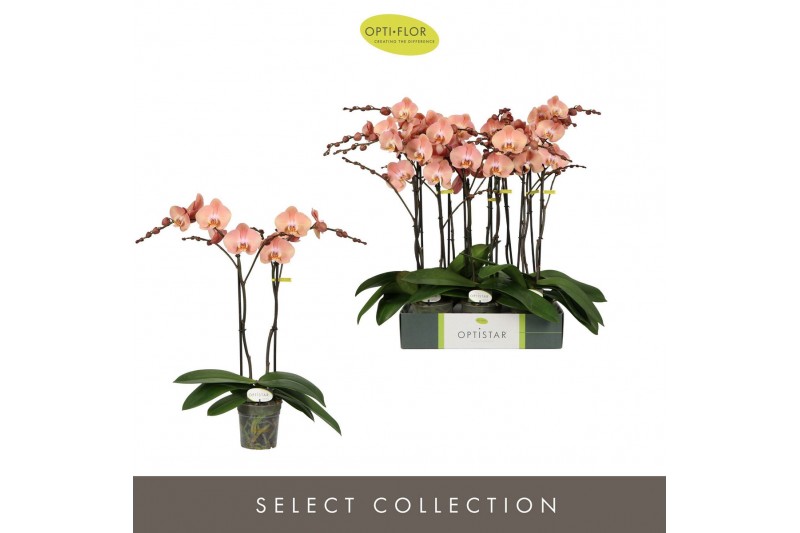 Phalaenopsis oranje Optistar Suki 2 spike15 bl. 2 tak/plnt 