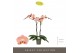 Phalaenopsis oranje Optistar Suki 2 spike15 bl. 2 tak/plnt 