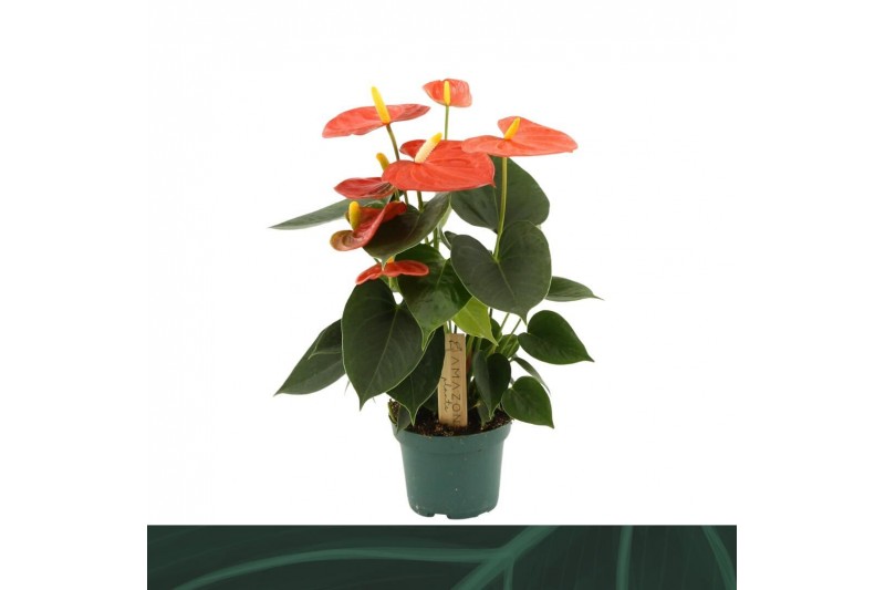 Anthurium antheqibo Anthurium Solara 9cm3 bl. 