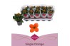 Kalanchoe acheron orange