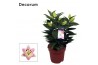 Lilium oriental souvenir Lilium Or Souvenir 17cm3 tak/plnt 10 bl.