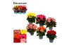 Begonia elatior du. mix Begonia 13cm mix in tray(5 kleuren) Decorum1 p