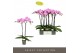 Phalaenopsis paars Optistar Hendrix 2 spike15 bl. 2 tak/plnt 