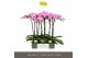 Phalaenopsis paars Optistar Hendrix 2 spike15 bl. 2 tak/plnt 