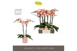 Phalaenopsis oranje Optistar Suki 2 spike in Molise Salmon Aquo15 bl. 