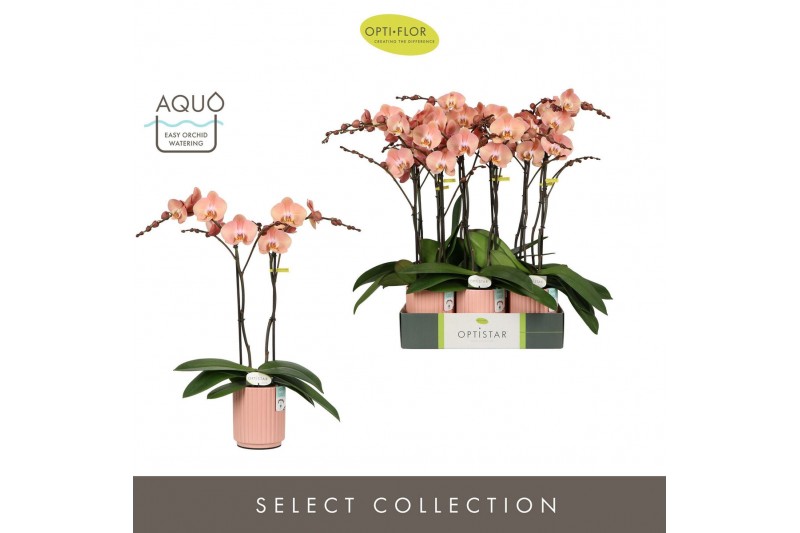 Phalaenopsis oranje Optistar Suki 2 spike in Molise Salmon Aquo15 bl.  