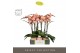 Phalaenopsis oranje Optistar Suki 2 spike in Molise Salmon Aquo15 bl.  