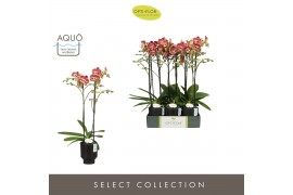 Phalaenopsis rood Optistar Spears 2 spike in Emilia Brown Aquo15 bl. 2