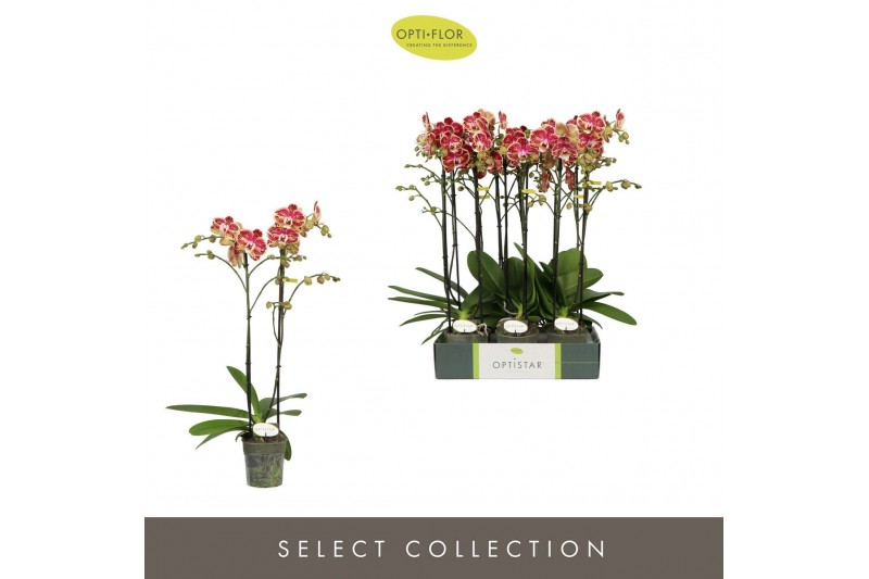 Phalaenopsis rood Optistar Spears 2 spike15 bl. 2 tak/plnt 