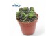 Succulenten Anacampseros Arachnoidem Black 