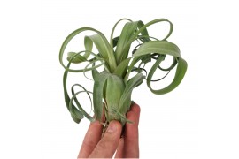 Tillandsia tillandsia Curly Slim1 bl.