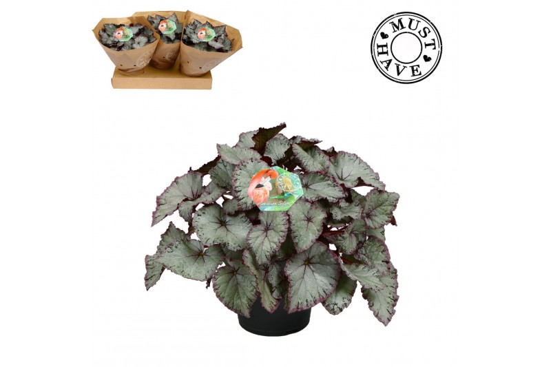 Begonia blad rex hawaiian silver Bladbegonia Rex Hawaiian Silver Must  