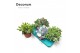 Succulenten mix Succulenten Mix (4spc.) (decorum)1 pp 