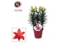 Lilium aziatische matrix Lilium Az Matrix Red 13cm3 tak/plnt 8 bl.