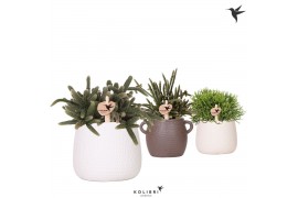 Rhipsalis mix Kolibri Greens Rhipsalis mix in Scales pot mix1 pp