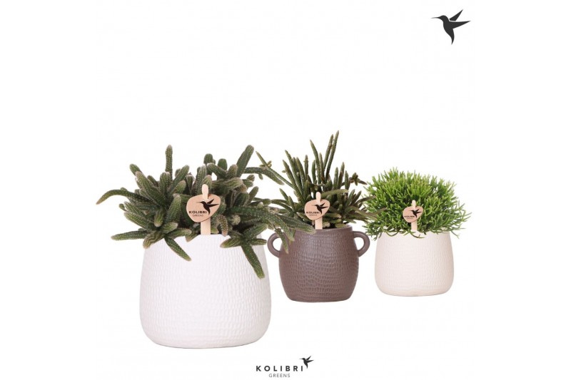 Rhipsalis mix Kolibri Greens Rhipsalis mix in Scales pot mix1 pp 