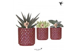 Succulenten mix Kolibri Greens Succulenten mix in Diamond Pearl pot re
