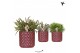 Rhipsalis mix Kolibri Greens Rhipsalis mix in Diamond Pearl pot red1 p 