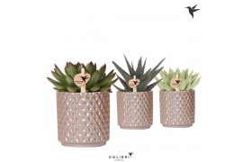 Succulenten mix Kolibri Greens Succulenten mix in Diamond Pearl pot sa