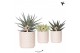 Succulenten mix Kolibri Greens Succulenten mix in Diamond Pearl pot tr 